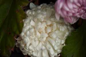 CHRYSANTHEMUM-24 (23)